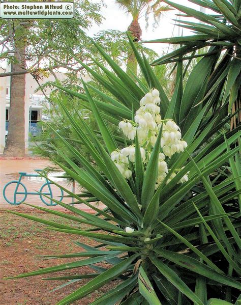 Yucca Gloriosa Spanish Dagger The Online