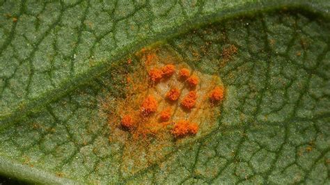 Rose rust - Nursery Management