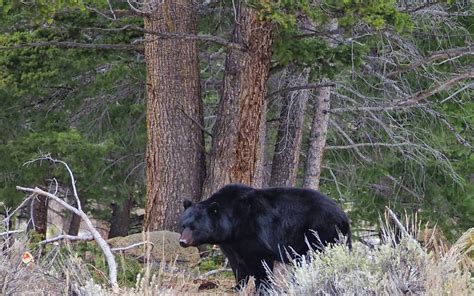 Yellowstone Bears Are Out! - A Yellowstone Life