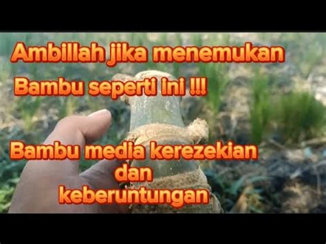 Jika Menemukan Bambu Ini Ambilah Jika Ingin Keberuntungan Dan Rezeki