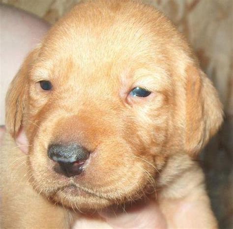 Mini Labrador Retriever Puppies (available 9/6) for Sale in Belfair, Washington Classified ...