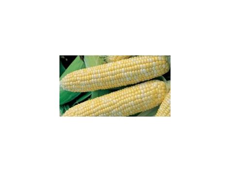 Non-GMO Sweet Corn Seeds (1/2 LB) 1,000 Seeds