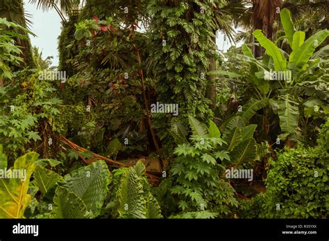 Details Imagen Plantas De Hoja Dura Abzlocal Mx