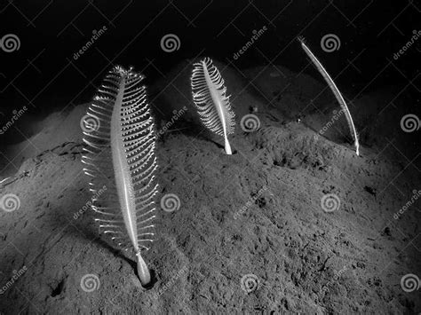 Phosphorescent Sea Pens Underwater On The Mud Beds Of Loch Leven