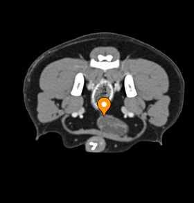 Trigone of bladder - vet-Anatomy - IMAIOS