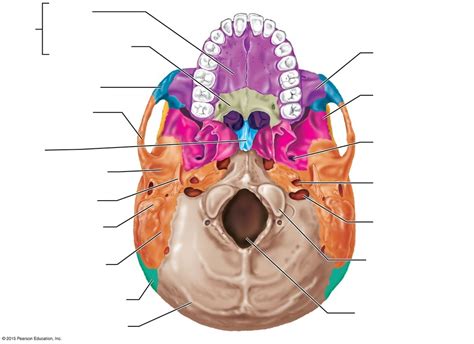 Skull Superior View Diagram Quizlet