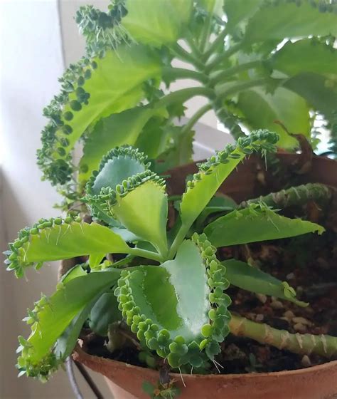 Mother Of Thousands Care How To Care For Mother Of Thousands Pat Garden