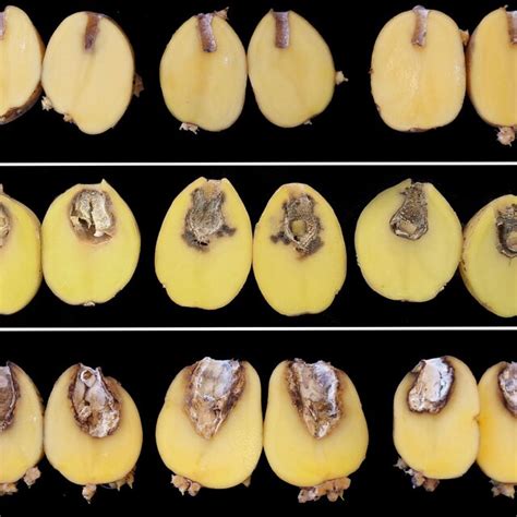 Fusarium Sambucinum Strains Isolated From Potato Tubers With Dry Rot