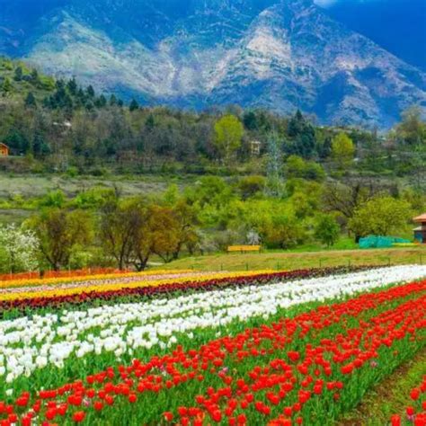 KASHMIR TULIP FESTIVAL SPECIAL 6N 7D P2trips