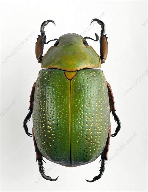 Jewel scarab beetle - Stock Image - C002/3958 - Science Photo Library