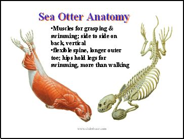 Sea Otter Anatomy | Otters, Sea otter, Anatomy