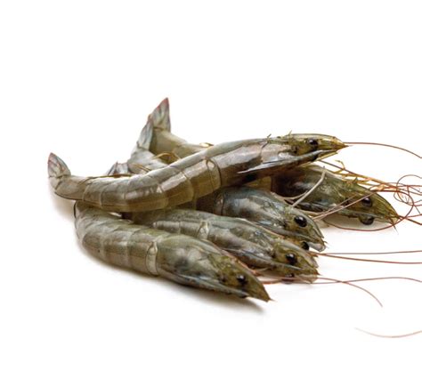 Raw Whole Vannamei Prawn HiFresh