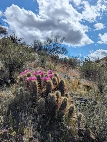 Best Hikes And Trails In Phoenix Sonoran Desert Preserve Alltrails