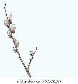 2 213 Drawn Pussy Willow Images Stock Photos Vectors Shutterstock