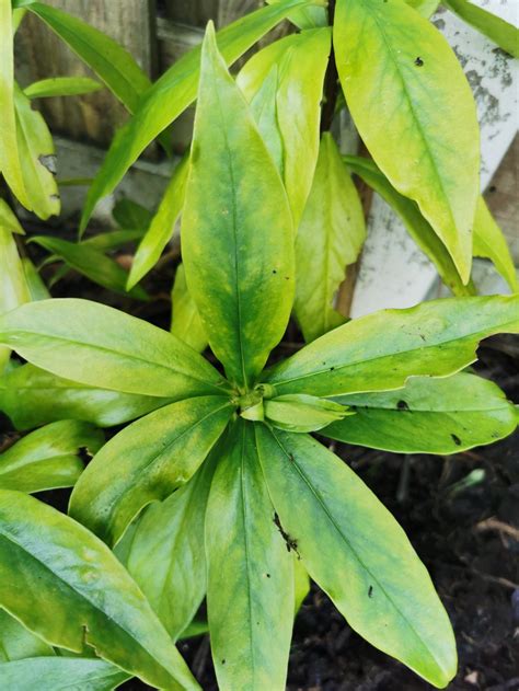 Daphne Yellow Patches On Leaves — Bbc Gardeners World Magazine