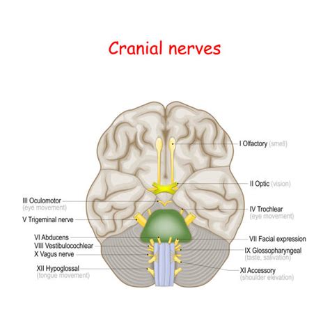 Cranial Nerves Labeled Diagram