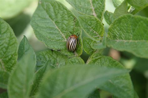 Colorado Potato Beetle - Spudman