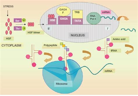 Schematic Diagram Of Gene Expression Of Hsps Upon Stress Heat Shock