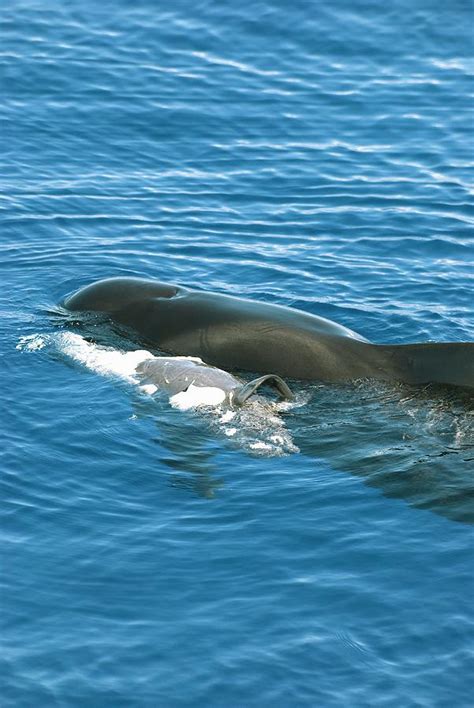 Pilot Whale Mother And Dead Calf By Christopher Swann Science Photo Library