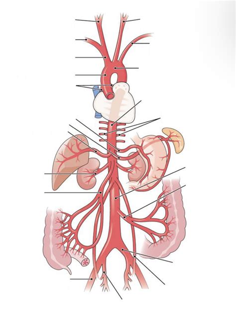 The Aorta And Its Branches Diagram Quizlet