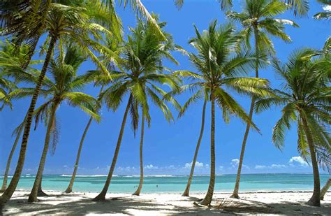 The Best Beaches in Martinique