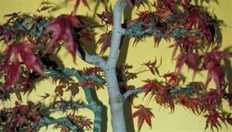 White Fungus on a Japanese Maple | Garden Guides