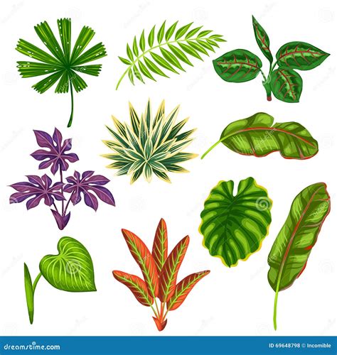 Ensemble De Plantes Tropicales Et De Feuilles Stylis Es Illustration De