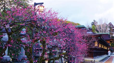 Wallpaper City Sky Winter Purple Branch House Evening Cherry