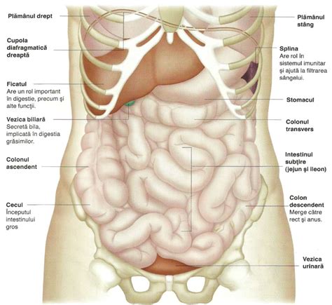 Anatomia Abdomenului Tractul Digestiv Si Tractul Urinar