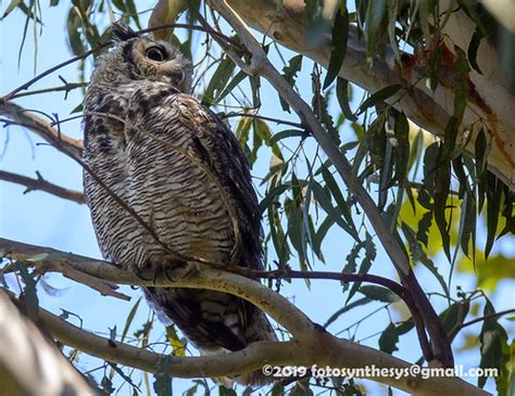 California Great Horned Owl Bubo Virginianus Pacificus Flickr