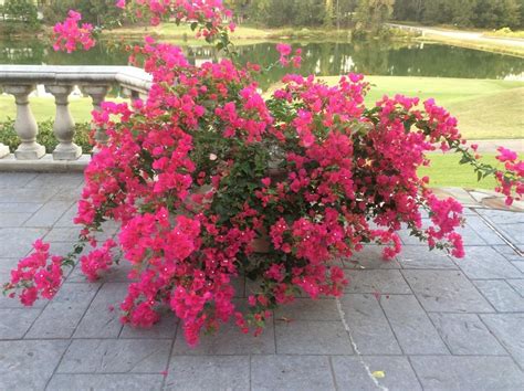 Bougainvilleas Plant Care And Collection Of Varieties