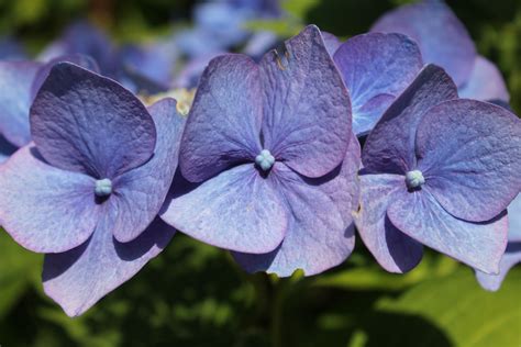 Banco de imagens Flor plantar flor roxa pétala verão botânica