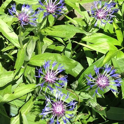 Centura Montana A Perennial Favourite Keeps Blooming For A Long