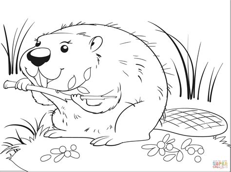 Beaver coloring page | Free Printable Coloring Pages