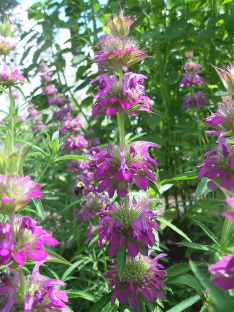 Lemon Bergamot Bergamot Lemon Lemon Bee Balm Monarda Etsy