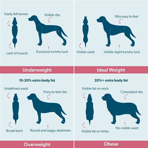 Dog And Cat Body Condition Chart Burns Pet Food