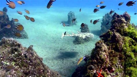 Canary Island Lanzarote Diving Youtube