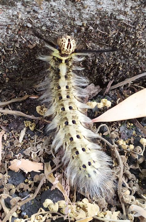 species identification - Identify the caterpillars - Biology Stack Exchange