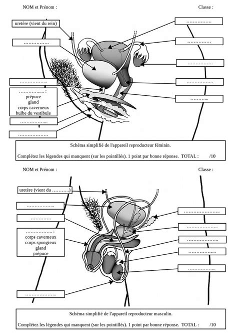 Valuation Sch Ma Appareils Reproducteurs Organes G Nitaux Formation
