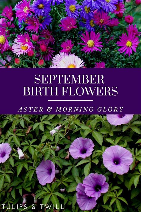 September Birth Flowers & Meanings | September birth flower, Birth ...