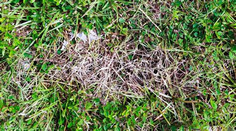 9 Common Turfgrass Diseases And How To Manage Them