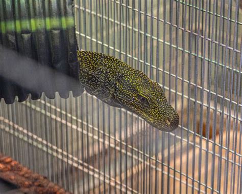 The Lizard King Nashville Zoo Opens New Komodo Dragon Habitat Events