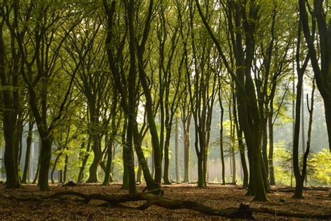 X Mooie Gemarkeerde Wandelroutes Op De Veluwe Artofit