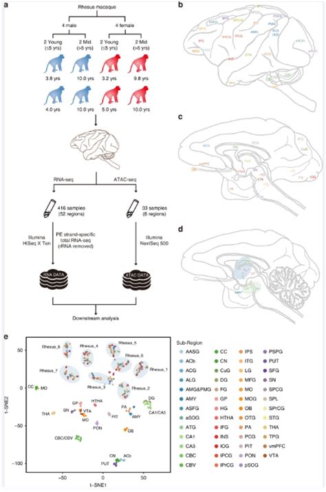 Transcriptomic And Open Chromatin Atlas Of High Resolution Anatomical