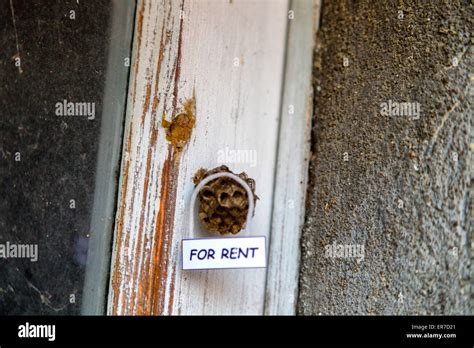 Beehive House Hi Res Stock Photography And Images Alamy