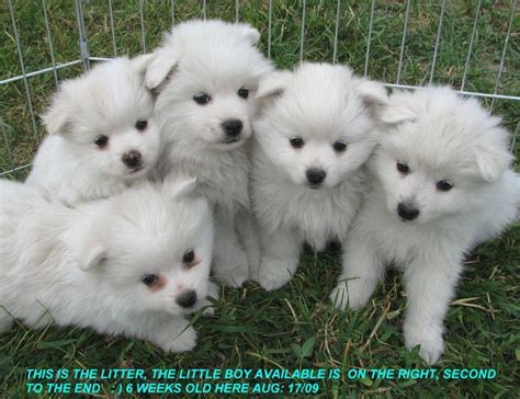 Toy American Eskimo Dog Breeders Canada – Wow Blog