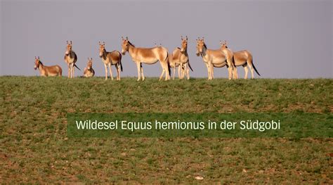 Wildtier Und Jagdforschungnd