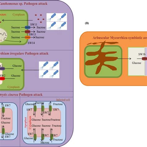 Phytohormonal And Sugar Crosstalk Depicting Signalling Cascade During