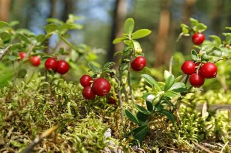 Pilgrim Cranberry Food Gardening Network