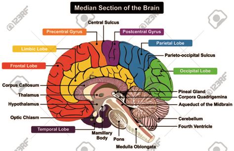 Brain And Its Parts Drawing At Getdrawings Free Download